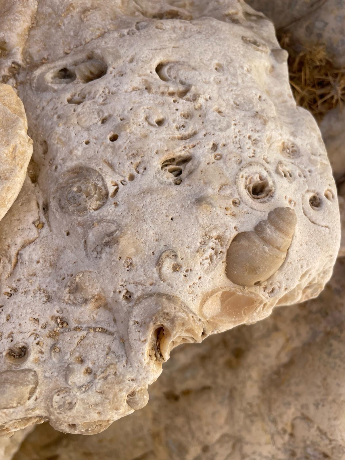 שבלולים מאובנים