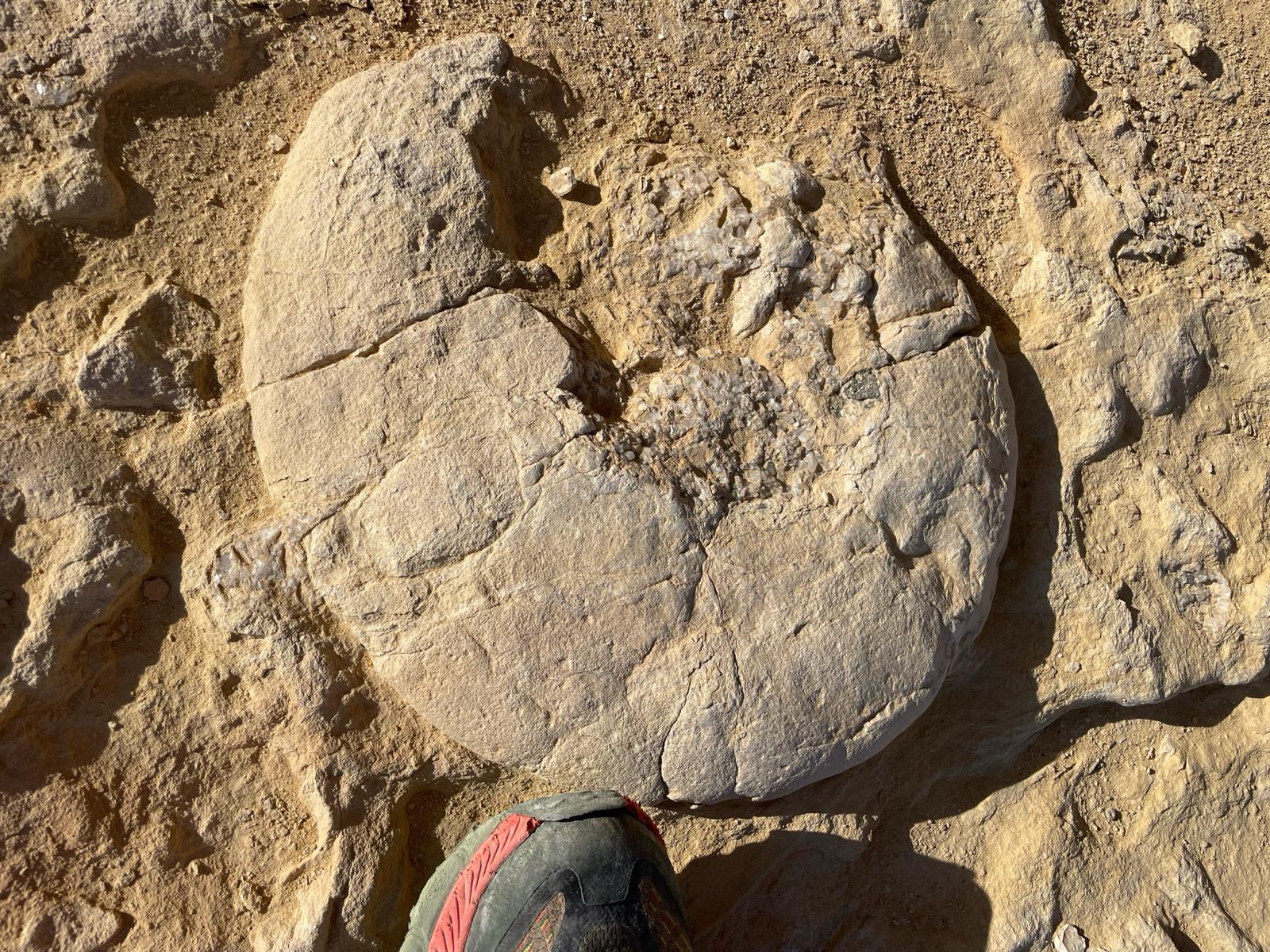 אמוניט ענק