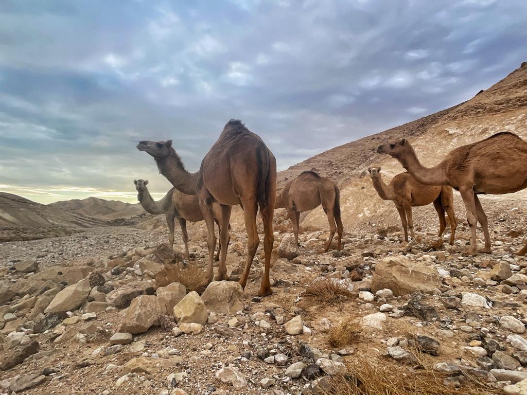 גמלים במדבר